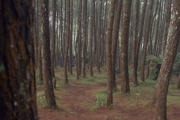 Obraz premium Morning view of Pine Forest at Bandung Regency.