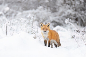 Naklejka na ściany i meble Red fox with a bushy tail and orange fur coat hunting in the freshly fallen snow in Canada