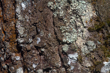 View of pine tree bark texture with mold in the morning
