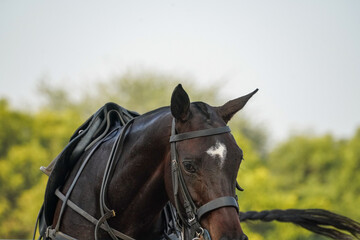 Obraz premium polo horse