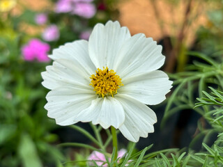 Obraz premium Beautiful one white cosmos flower bloom with golden sunlight.