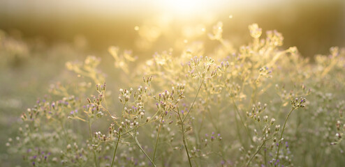 Fototapeta premium Small flowers in the morning in winter. Panoramic image For background or banner