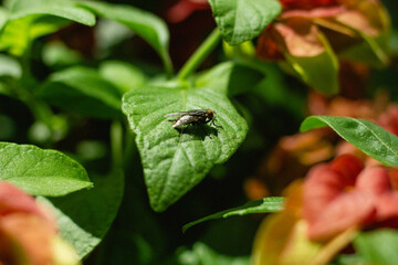 bug on a leaf