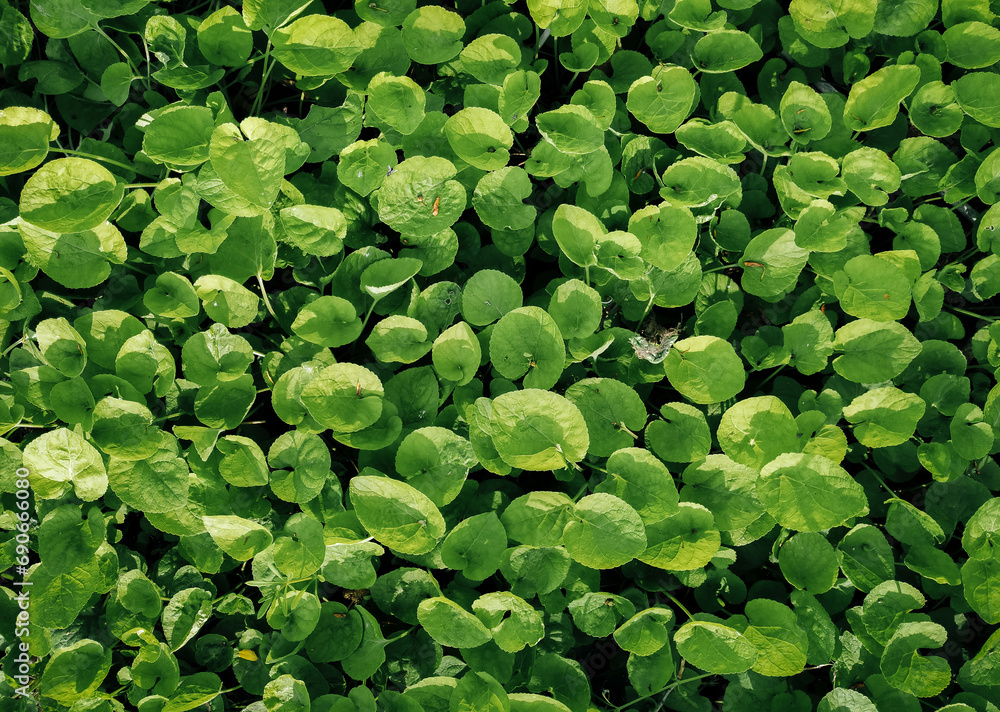 Canvas Prints green spring grass covered the ground with a carpet. natural background close up, copy space. leaf t