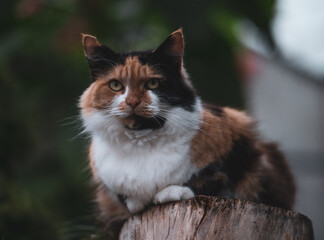 Obraz premium incredibly beautiful three-colored cat on a tree stump