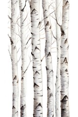 Birch trees isolated on white background