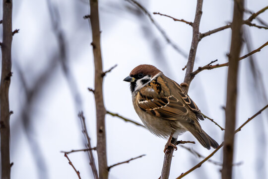 Sperling - Spatz im Winter 