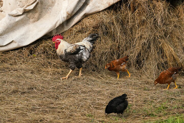 chickens at farm