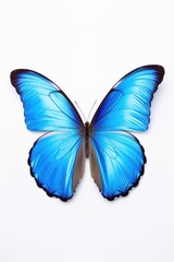 Blue Morpho Butterfly isolated on white background 