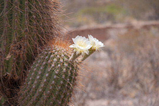 Trichocereus Pasacana" Images  Browse 185 Stock Photos, Vectors, and Video  | Adobe Stock