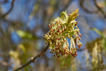 The flower buds of the holly maple are blooming (lat. Acer platanoides). Holly maple is a woody plant species of the genus Maple (Acer) of the Sapindaceae family.