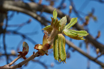 Chestnut flower buds bloom and inflorescences appear. Spring.