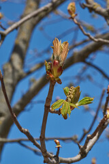 Chestnut flower buds bloom and inflorescences appear. Spring.
