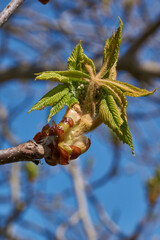 Chestnut flower buds bloom and inflorescences appear. Spring.