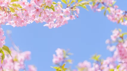Foto auf Acrylglas 青空と河津桜のフレーム © kasa