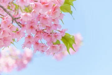 Fotobehang 青空と河津桜のフレーム © kasa