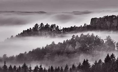 Fototapete Wald im Nebel Foggy morning in the landscape
