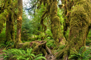hoh rain forest in olympic national park
