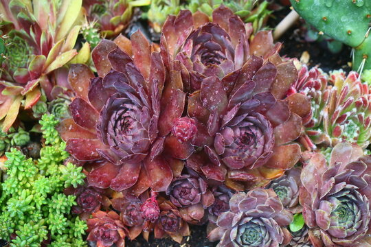 Volkmar Schara rojnik Sempervivum
