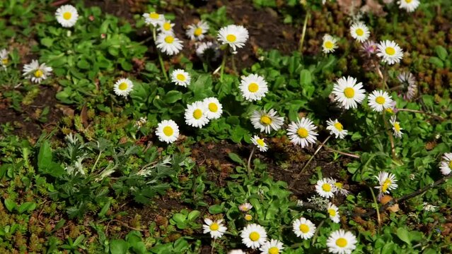 Dolly Close Up Shot of Little Spring Flowers in the Meadow