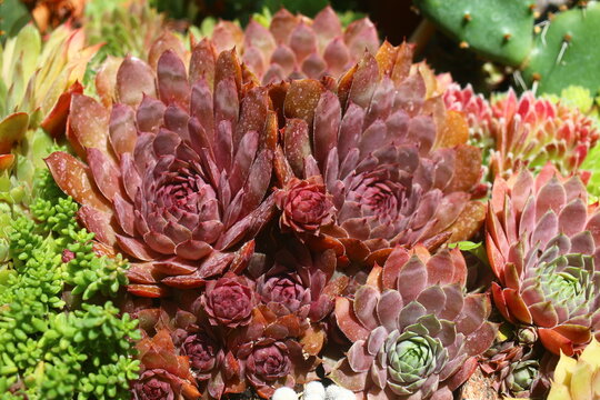 Volkmar Schara rojnik Sempervivum