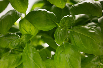 Juicy green basil leaves close up, macro, healthy food