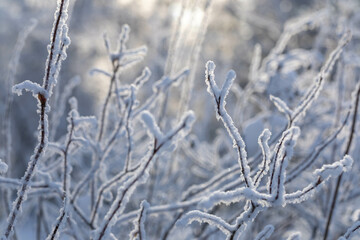 Illuminated by low winter sun bare tree branches covered by fluffy snow in frosty day. Soft focus.