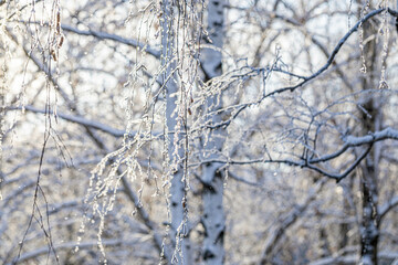 Snowy white birch tree with hanging branches close up in frost winter day. Background or wallpaper.