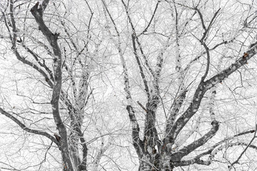 Bare winter trees with branches covered with white fluffy snow as background or wallpapers.
