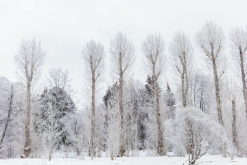 View to trees in park or forest with high poplars. Snowy trees as background or wallpapers.