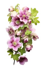 Hellebore Haven Frame isolated on white background 