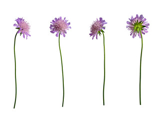 Four blue flowers of Scabious butterfly blue in different angles. Set of elements for creating...