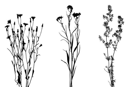 Set of silhouettes of wildflowers and herbs isolated on white background. Elements for creating design, postcard, pattern, floral arrangement, wedding cards and invitation.