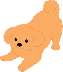 Simple and cute flat colored illustration of Toy Poodle being playful