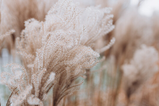 Abstract natural background of soft plants Cortaderia selloana. Pampas grass on a blurry bokeh, Dry reeds boho style. Fluffy stems of tall grass in winter