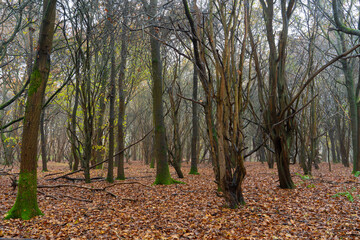 Late autumn, early winter misty English woodland scene. Light mist ,rain and a carpet of leaves covering the woodland floor - 690679646