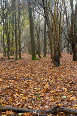 Late autumn, early winter misty English woodland scene. Light mist ,rain and a carpet of leaves covering the woodland floor - 690679834