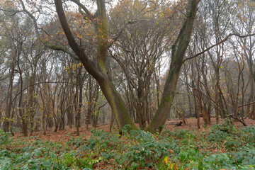 Late autumn, early winter misty English woodland scene. Light mist ,rain and a carpet of leaves covering the woodland floor - 690680018