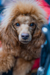 Portrait of a brown poodle.