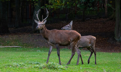 A pair of deer in a meadow near the forest.