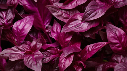 Fresh purple basil leaves filling the entire frame created with Generative Ai