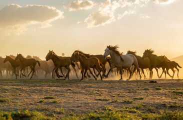 Fototapeta na wymiar Horse, Animal, Race, Shadow, Colt