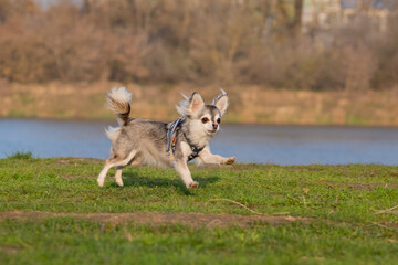 dog running in the grass, chihuahua