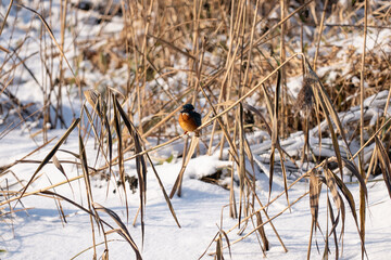 Common Kingfisher Alcedo atthis, bird in winter, Poland