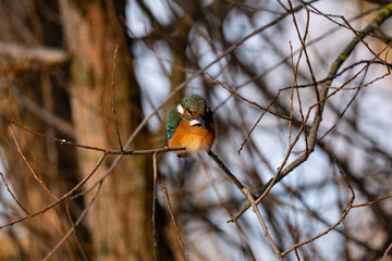 Common Kingfisher Alcedo atthis, bird in winter, Poland