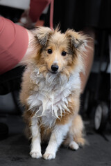 Shetland sheepdog portrait 
