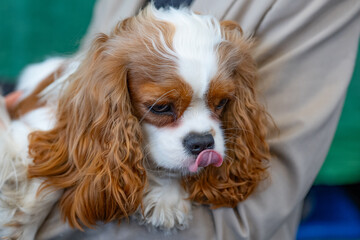 cavalier king charles spaniel dog, tongue 