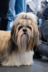 shish tzu dog portrait, long hair