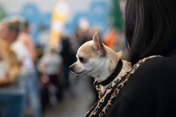 A small dog in the arms of a woman, a chihuahua
