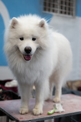 white dog, Samoyed 